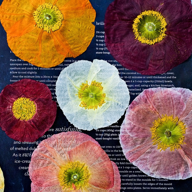 1pcs,Nature Field Poppy Presse - đánh giá và giá Resin Art Frame