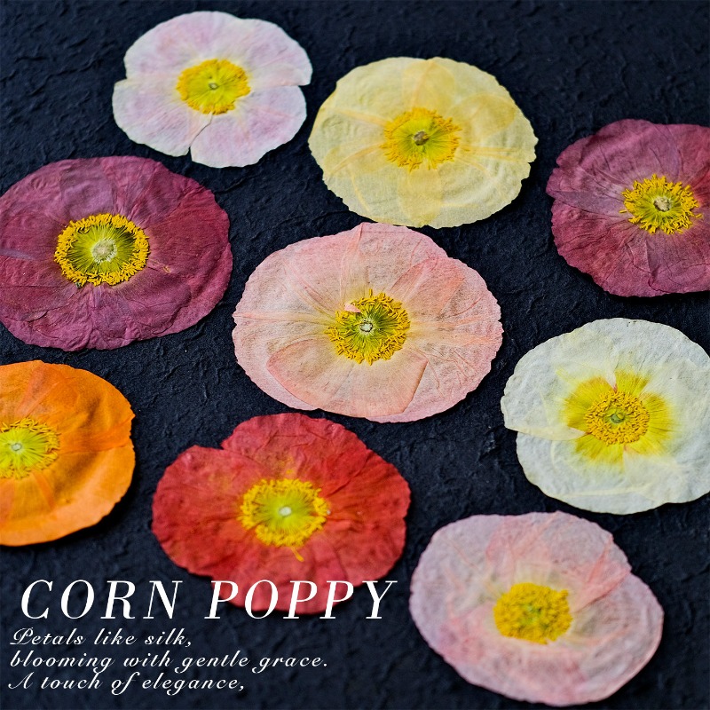 1pcs,Nature Field Poppy Presse - đánh giá và giá Resin Art Frame