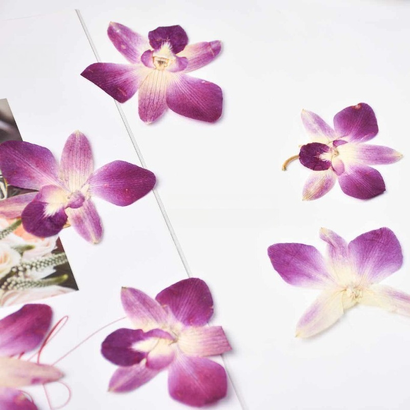 4pcs,Real Pressed Butterfly Or - đánh giá và giá Resin Art Frame