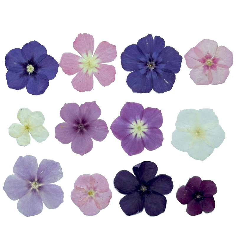 12pcs,Semi-Transparent Niche P - đánh giá và giá Resin Art Liquid